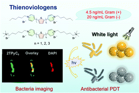 Graphical abstract: Water-soluble thienoviologen derivatives for imaging bacteria and antimicrobial photodynamic therapy