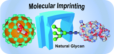 Graphical abstract: Molecularly imprinted materials for glycan recognition and processing