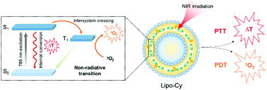 Graphical abstract: Liposomal cyanine dyes with enhanced nonradiative transition for the synergistic phototherapy of tumors