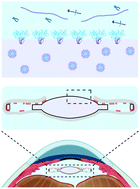 Graphical abstract: Amphiphilic silicones to mitigate lens epithelial cell growth on intraocular lenses