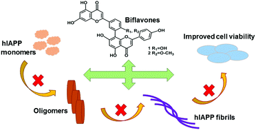 Graphical abstract: Biflavones inhibit the fibrillation and cytotoxicity of the human islet amyloid polypeptide