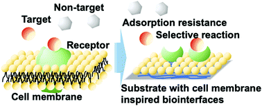 Graphical abstract: Cell-membrane-inspired polymers for constructing biointerfaces with efficient molecular recognition