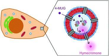 Graphical abstract: Inverting glucuronidation of hymecromone in situ by catalytic nanocompartments