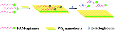 Graphical abstract: Fluorescence detection of milk allergen β-lactoglobulin based on aptamers and WS2 nanosheets