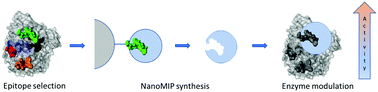 Graphical abstract: Modulation of acetylcholinesterase activity using molecularly imprinted polymer nanoparticles