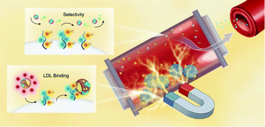 Graphical abstract: Amphiphilic shell nanomagnetic adsorbents for selective and highly efficient capture of low-density lipoprotein from hyperlipidaemia serum
