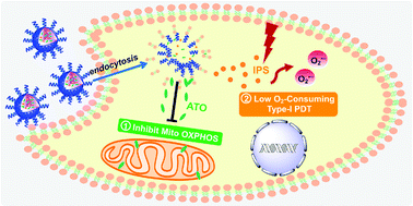 Graphical abstract: An oxygen-economical nano-photosensitizer with a high photodynamic therapeutic outcome via simultaneous reduction of the cellular respiration and oxygen depletion of PDT