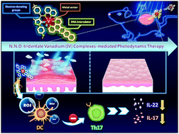 Graphical abstract: Effective topical treatments using innovative NNO-tridentate vanadium(iv) complexes-mediated photodynamic therapy in a psoriasis-like mouse model