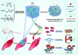 Graphical abstract: A multi-functional SiO32−-releasing hydrogel with bioinspired mechanical properties and biodegradability for vascularized skeletal muscle regeneration