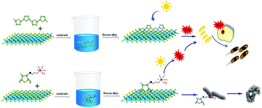 Graphical abstract: Boosting the visible-light-driven photocatalytic antibacterial performance of MoS2 nanosheets by poly(3-(4-methyl-3′-thiophenoxy))propyltrimethylammonium chloride (PThM) modification