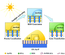 Graphical abstract: Promoting gene transfection by ROS responsive silicon nanowire arrays