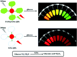 Graphical abstract: Synthesis of bio-templated clickable quantum dots and a dual-emitting organic/inorganic complex for ratiometric fluorescence visual assay of blood glucose