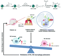 Graphical abstract: Grafting resveratrol onto mesoporous silica nanoparticles towards efficient sustainable immunoregulation and insulin resistance alleviation for diabetic periodontitis therapy