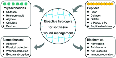 Graphical abstract: Bioactive hydrogels based on polysaccharides and peptides for soft tissue wound management
