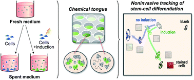 Graphical abstract: A polymer-based chemical tongue for the non-invasive monitoring of osteogenic stem-cell differentiation by pattern recognition of serum-supplemented spent media