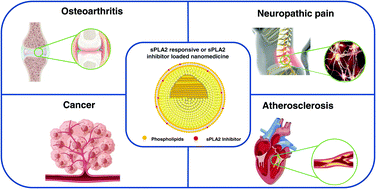 Graphical abstract: Recent progress of nanomedicine in secreted phospholipase A2 as a potential therapeutic target