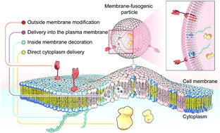 Graphical abstract: Membrane-fusogenic biomimetic particles: a new bioengineering tool learned from nature