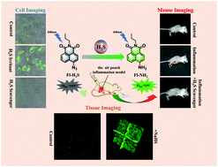 Graphical abstract: Development of an activatable hydrogen sulfide-specific two-photon fluorescent probe for bioimaging in an air pouch inflammation model