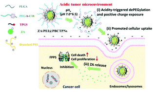 Graphical abstract: Tumor acidity-responsive polymeric nanoparticles to promote intracellular delivery of zoledronic acid by PEG detachment and positive charge exposure for enhanced antitumor potency