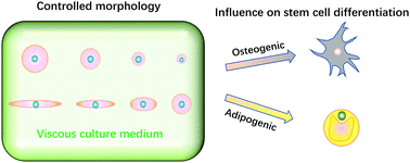 Graphical abstract: Influences of viscosity on the osteogenic and adipogenic differentiation of mesenchymal stem cells with controlled morphology