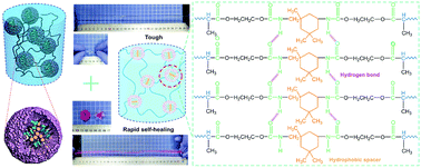 Graphical abstract: A hierarchical system of covalent and dual non-covalent crosslinks promotes the toughness and self-healing properties of polymer hydrogels