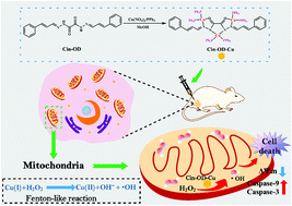 Graphical abstract: A triphenylphosphine coordinated cinnamaldehyde-derived copper(i) Fenton-like agent with mitochondrial aggregation damage for chemodynamic therapy