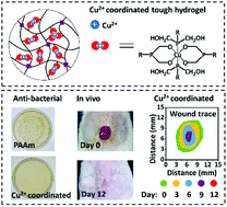 Graphical abstract: Tough complex hydrogels transformed from highly swollen polyelectrolyte hydrogels based on Cu2+ coordination with anti-bacterial properties