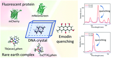 Graphical abstract: Conditionally designed luminescent DNA crystals doped by Ln3+(Eu3+/Tb3+) complexes or fluorescent proteins with smart drug sensing property