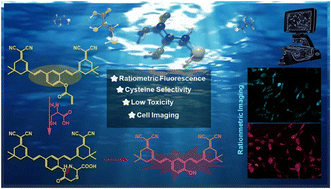 Graphical abstract: A ratiometric fluorescent probe based on two-isophorone fluorophore for detecting cysteine
