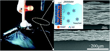 Graphical abstract: Graphene-based implantable neural electrodes for insect flight control