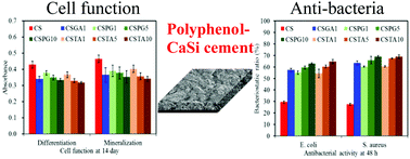 Graphical abstract: Antibacterial ability and osteogenic activity of polyphenol-tailored calcium silicate bone cement