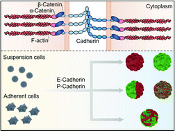 Graphical abstract: Cadherin-dependent adhesion modulated 3D cell-assembly