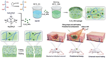 Graphical abstract: A dynamic nano-coordination protein hydrogel for photothermal treatment and repair of infected skin injury
