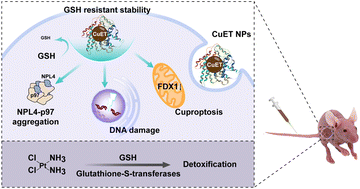 Graphical abstract: Reversal of cisplatin chemotherapy resistance by glutathione-resistant copper-based nanomedicine via cuproptosis