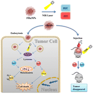 Graphical abstract: Single laser activated photothermal/photodynamic dual-modal cancer phototherapy by using ROS-responsive targeting flower-like ruthenium nanoparticles
