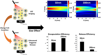 Graphical abstract: Size effect of liposomes on centimeter-deep ultrasound-switchable fluorescence imaging and ultrasound-controlled release