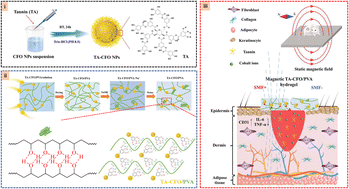 Graphical abstract: Tannin-bridged magnetic responsive multifunctional hydrogel for enhanced wound healing by mechanical stimulation-induced early vascularization