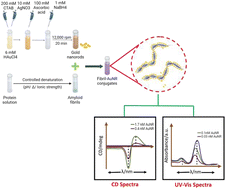 Graphical abstract: Protein fibril assisted chiral assembly of gold nanorods