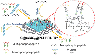 Graphical abstract: Superhydrophilic nanocomposite adsorbents modified via nitrogen-rich phosphonate-functionalized ionic liquid linkers: enhanced phosphopeptide enrichment and phosphoproteome analysis of tau phosphorylation in the hippocampal lysate of Alzheimer's transgenic mice