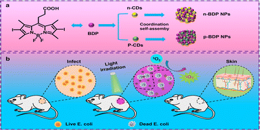 Graphical abstract: Positively charged BODIPY@carbon dot nanocomposites for enhanced photomicrobicidal efficacy and wound healing