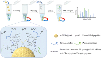 Graphical abstract: Hydrophilic magnetic host–guest Ti–phenolic networks: a promising material for the highly sensitive enrichment of glycopeptides and phosphopeptides