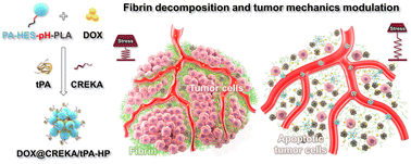 Graphical abstract: Precise fibrin decomposition and tumor mechanics modulation with hydroxyethyl starch-based smart nanomedicine for enhanced antitumor efficacy
