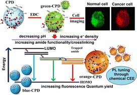 Graphical abstract: Chemically induced crosslinked enhanced emission of carbon polymer dots discerning healthy and cancer cells through pH-dependent tunable photoluminescence