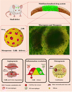 Graphical abstract: A dual aperture (mesoporous and macroporous) system loaded with cell-free fat extract to optimize bone regeneration microenvironment