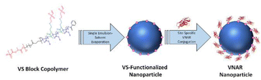 Graphical abstract: Functionalization of polymeric nanoparticles with targeting VNAR ligands using vinyl sulfone conjugation