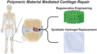 Graphical abstract: Emerging polymeric material strategies for cartilage repair