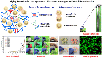 Graphical abstract: Highly stretchable, self-healing elastomer hydrogel with universal adhesion driven by reversible cross-links and protein enhancement