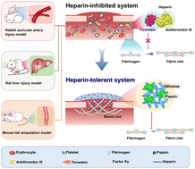 Graphical abstract: A cysteine enzyme hemostat for efficient heparin-tolerant blood coagulation