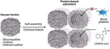 Graphical abstract: Assembly of chemically modified protein nanocages into 3D materials for the adsorption of uremic toxins