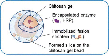 Graphical abstract: Interfacial biosilica coating of chitosan gel using fusion silicatein to fabricate robust hybrid material for biomolecular applications
